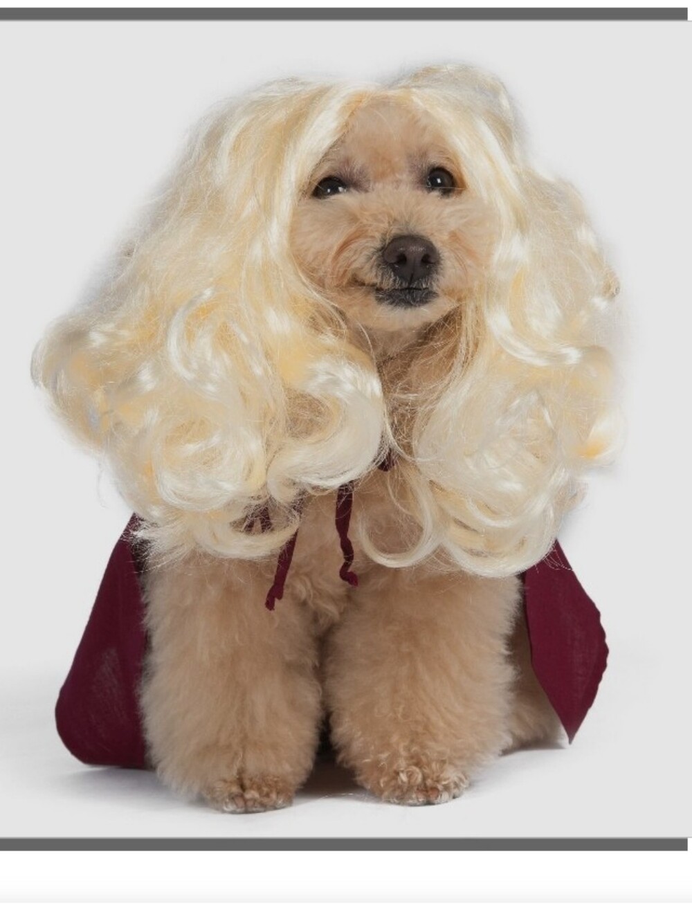 Disney Hocus Pocus Sarah Sanderson Dog Costume -Burgundy & White